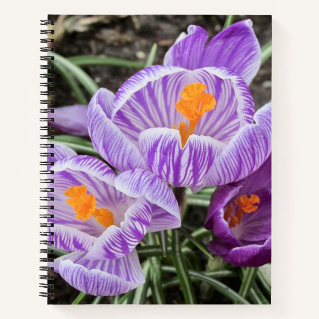 Carnet Crocus De Printemps Violet. (Devant)