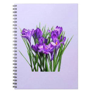 Carnet Crocus pourpres