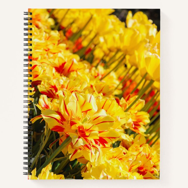 Carnet Croissance en or (Devant)