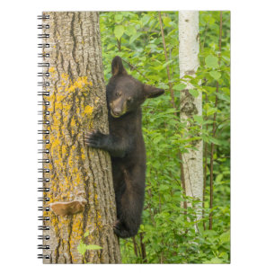 Carnet Cube d'ours noir Minnesota