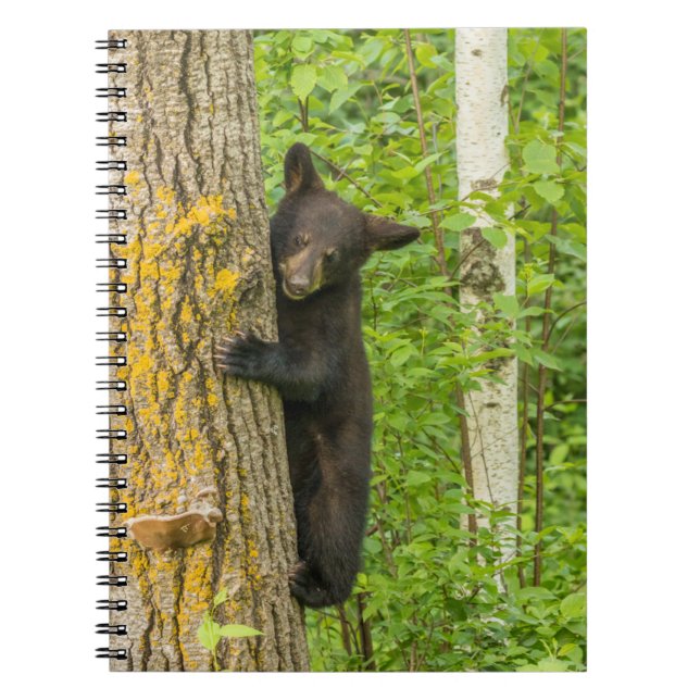 Carnet Cube d'ours noir | Minnesota (Devant)