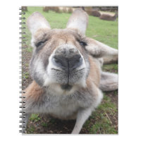 Cuisine drôle Visage Kangourou Animal éducatif Pho