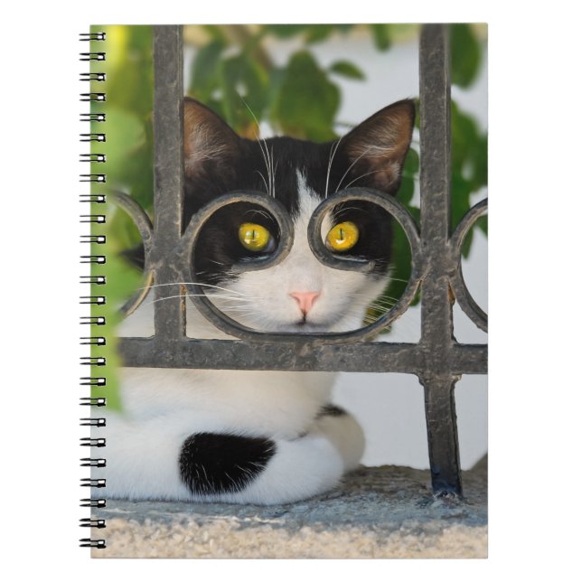 Carnet Curieux Chat avec Spectacles Cadre Funny Photocove (Devant)