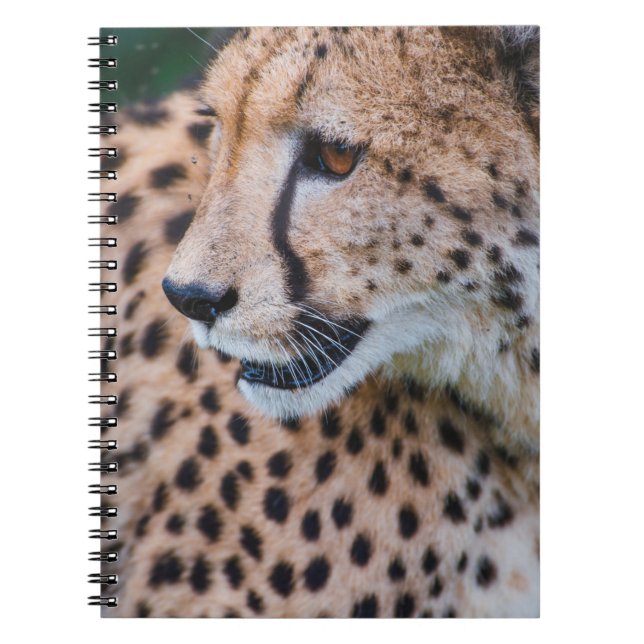 CARNET CURIEUX CHEETAH (Devant)
