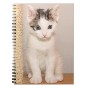Carnet Cute chaton blanc aux yeux verts