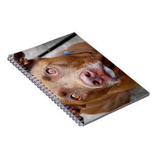 Carnet Cute chocolat Lab Pit Mix Chien 7
