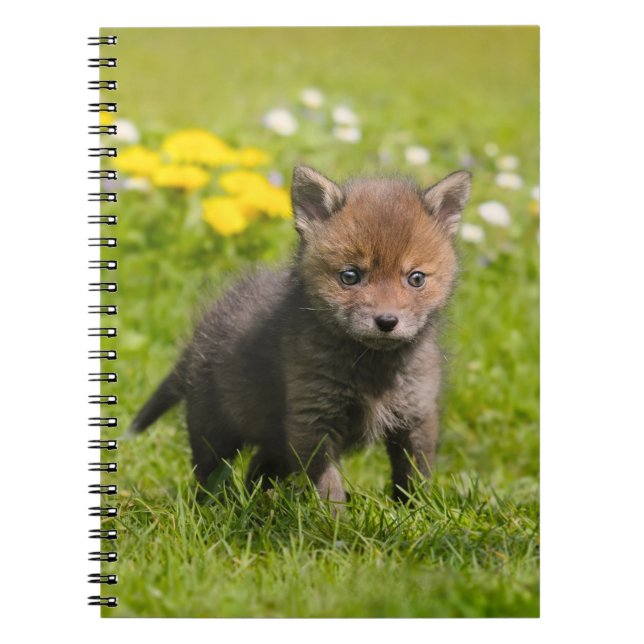 Carnet Cute Fluffy Red Fox Cub Bébé animal, photo (Devant)