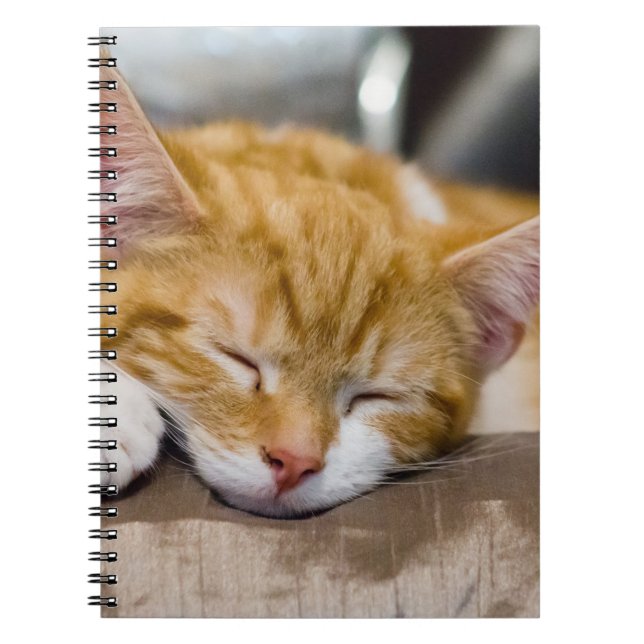 Carnet Cute Kitten (Devant)