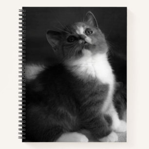 Carnet Cute Kitten Portrait noir et blanc Photographie