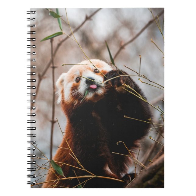 CARNET CUTE KOALA BEAR (Devant)
