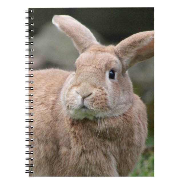 Carnet Cute lapin de gingembre avec de grandes oreilles (Devant)
