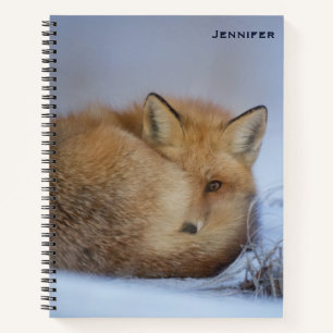Carnet Cute Little Fox Curling Up Winter Photo