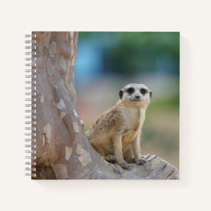 Carnet Cute Meerkat Sat sur arbre