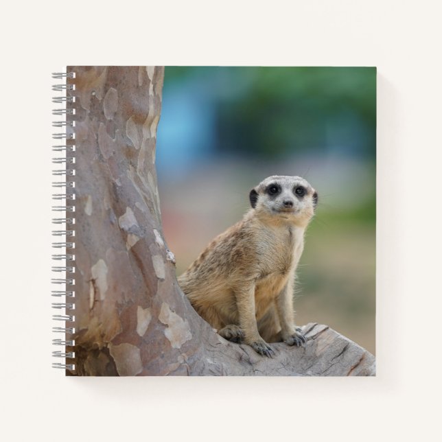 Carnet Cute Meerkat Sat sur arbre (Devant)