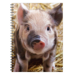 Carnet Cute Pic of a baby Pig