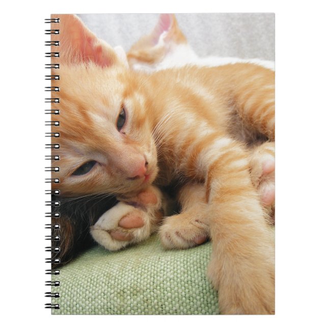 Carnet Cute Tiger Stripe Kitten (Devant)