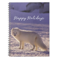 Cute White Arctic Fox neige hiver Photographie