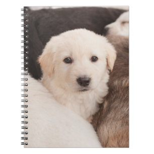 Carnet Cutest Baby Animals A Cute Pile of Puppies