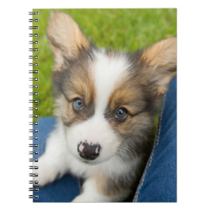 Carnet Cutest Baby Animals   Baby Corgi in My Lap
