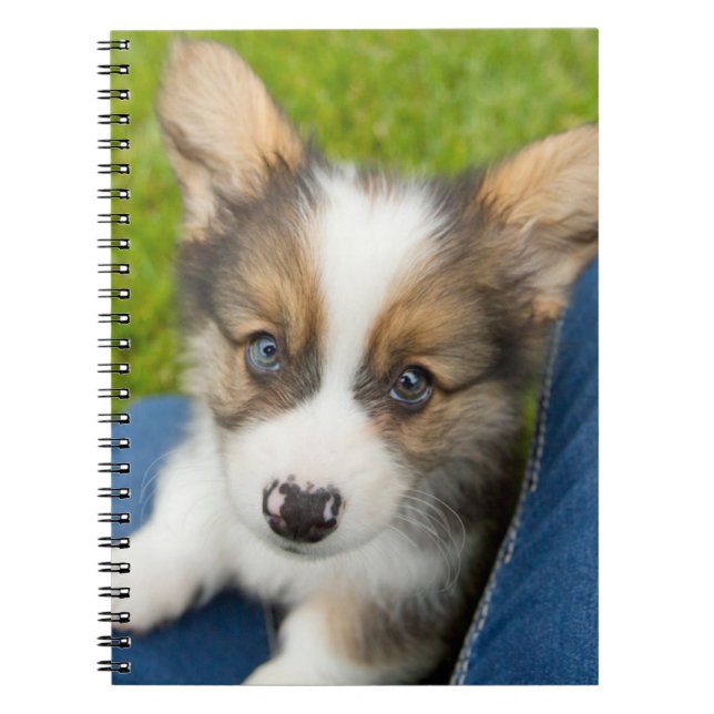 Carnet Cutest Baby Animals | Baby Corgi in My Lap (Devant)