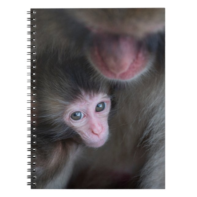 Carnet Cutest Baby Animals | Baby Macaque Monkey & Mother (Devant)