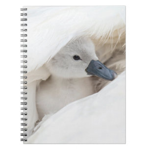 Carnet Cutest Baby Animals   Baby Mute Swan