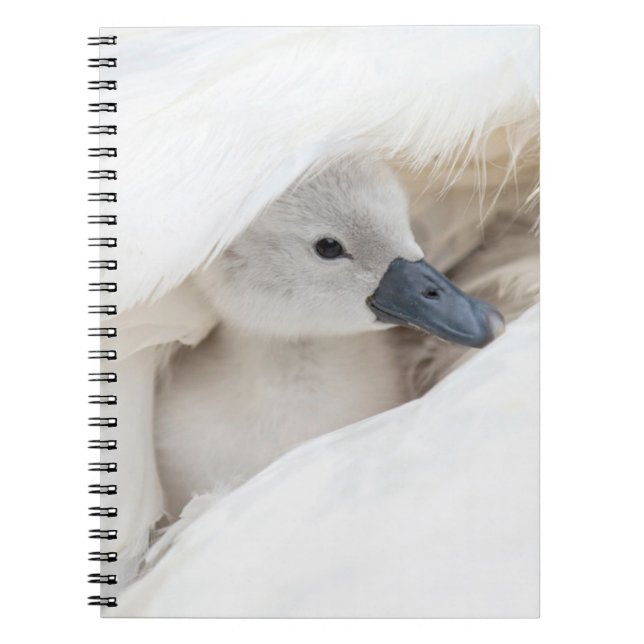 Carnet Cutest Baby Animals | Baby Mute Swan (Devant)