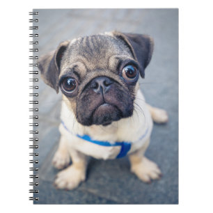 Carnet Cutest Baby Animals   Baby Pug