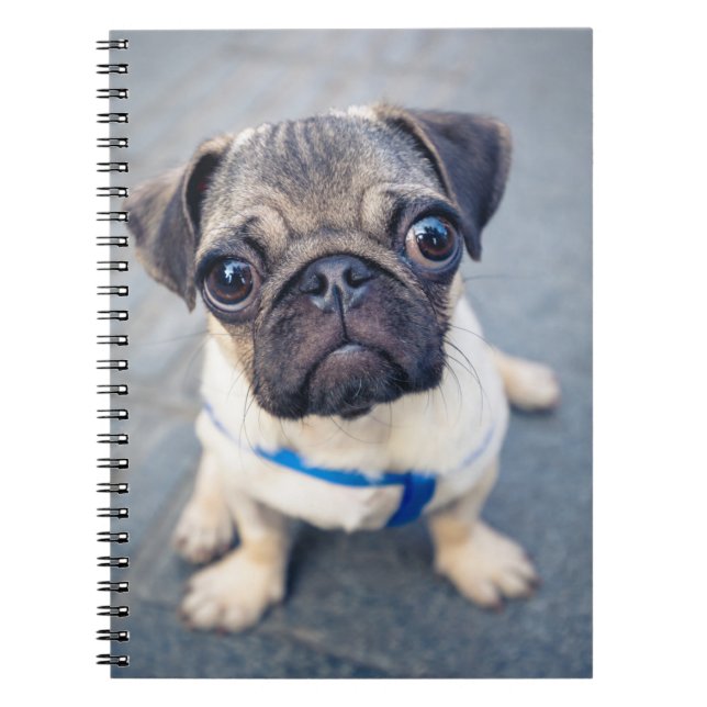 Carnet Cutest Baby Animals | Baby Pug (Devant)