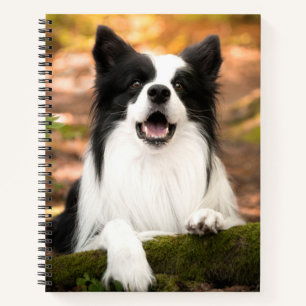 Carnet Cutest Baby Animals   Black and White Border Colli