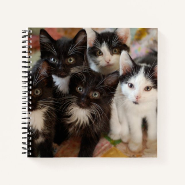 Carnet Cutest Baby Animals | Black & White Kittens (Devant)