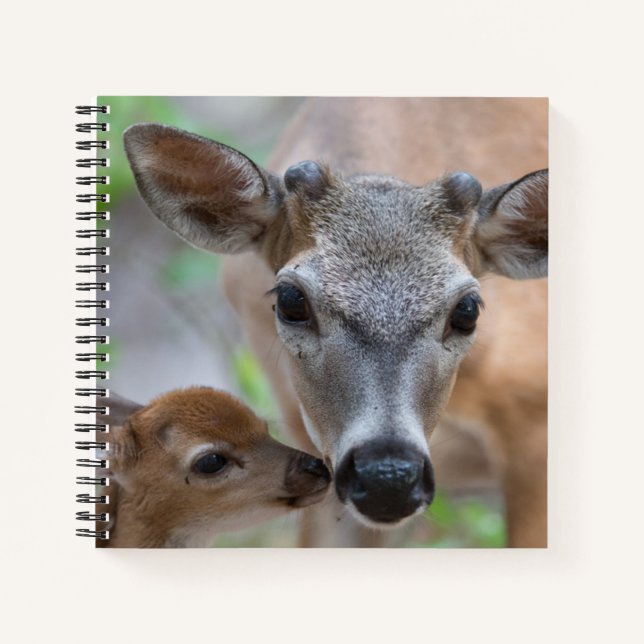 Carnet Cutest Baby Animals | Key Deer Stag & Fawn (Devant)