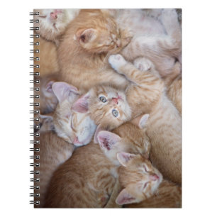 Carnet Cutest Baby Animals   Orange Kitten Pile