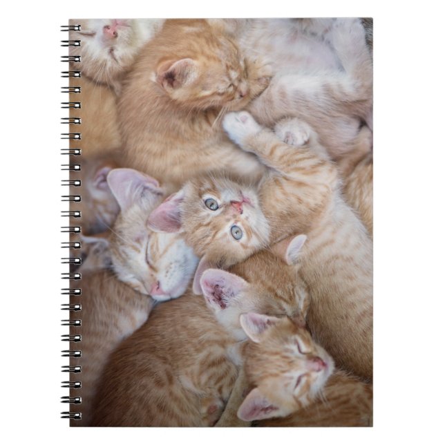 Carnet Cutest Baby Animals | Orange Kitten Pile (Devant)