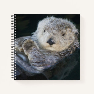 Carnet Cutest Baby Animals   Sea Otter Floating