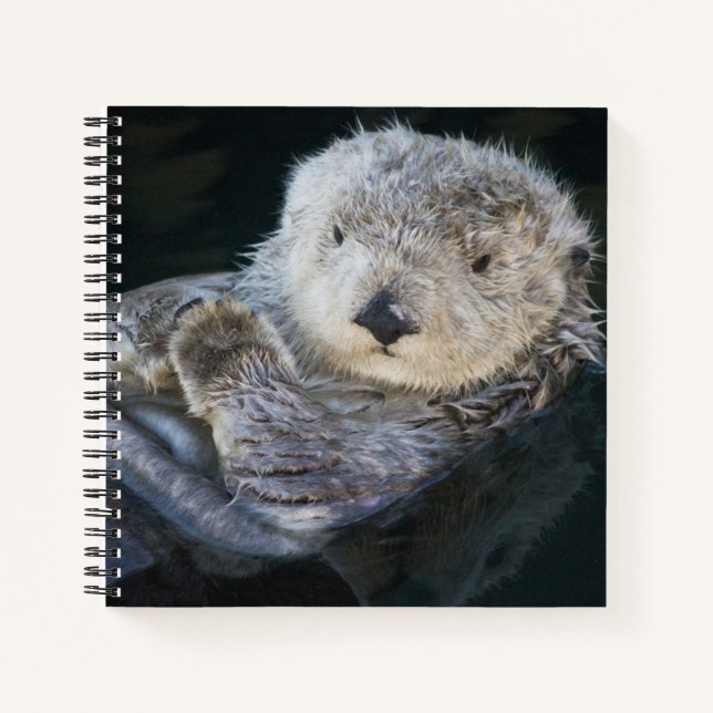 Carnet Cutest Baby Animals | Sea Otter Floating (Devant)