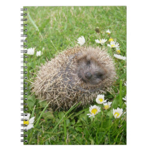 Carnet Cutest Baby Animals Spanish Hedgehog