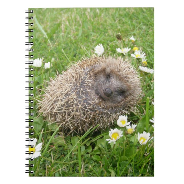 Carnet Cutest Baby Animals | Spanish Hedgehog (Devant)