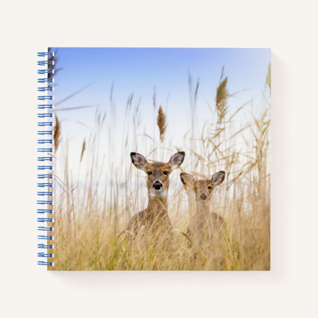 Carnet Cutest Baby Animals | Two Young White Tailed Deer (Devant)
