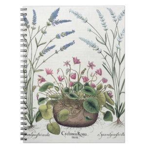 Carnet Cyclamen et lavande : 1.Cyclamen Romanum ; 2.Spica