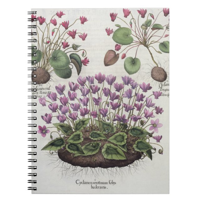 Carnet Cyclamen : hederaceis de foliis du serotinum (Devant)