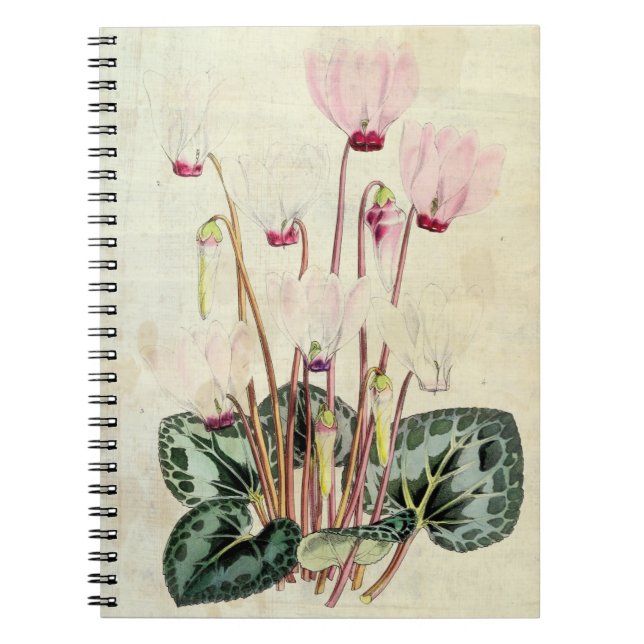 Carnet Cyclamen persan botanique vintage (Devant)