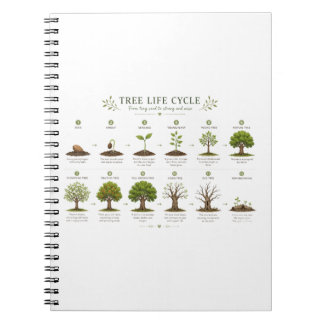Carnet Cycle de vie de l'arbre Botanique Éducation Nature
