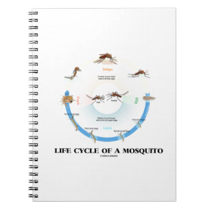Carnet Cycle De Vie D'Un Moustique (Larva Pupa Imago)