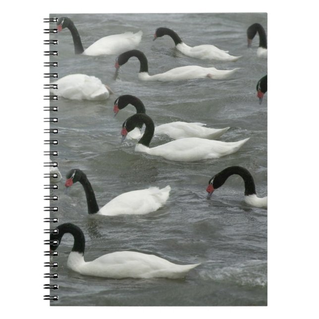 Carnet Cygnes à cou noir (Cygnus melancoryphus) (Devant)