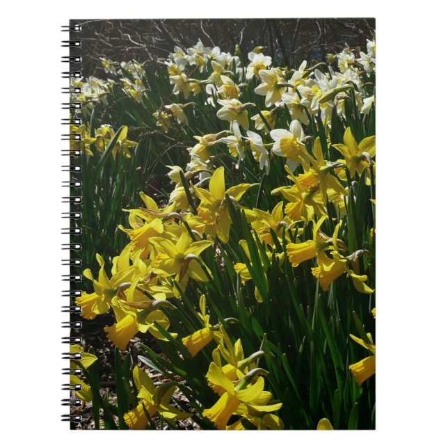 Carnet Daffodiles jaunes et blancs Fleurs de printemps (Devant)