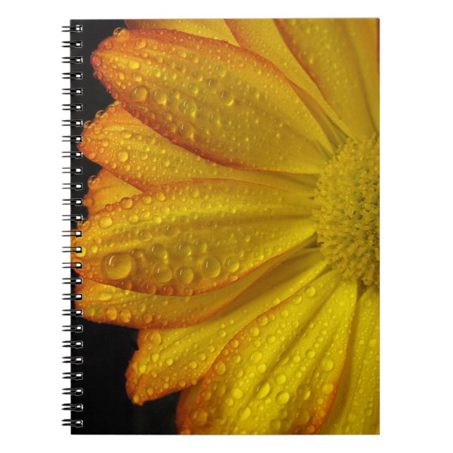 Carnet Daisy (Devant)