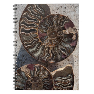 Carnet d'ammonite fossile