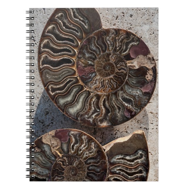 Carnet d'ammonite fossile (Devant)