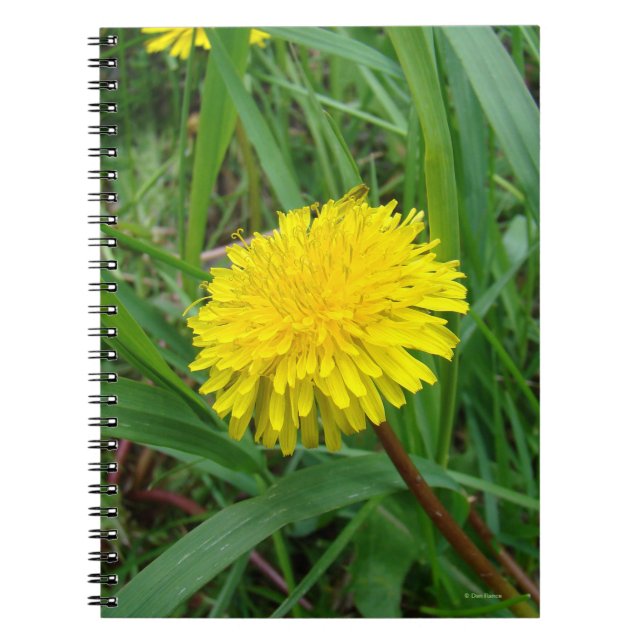 Carnet Dandelion F45 (Devant)
